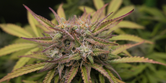 Sativa vs. Indica: Understanding Cannabis Strains and Their Effects